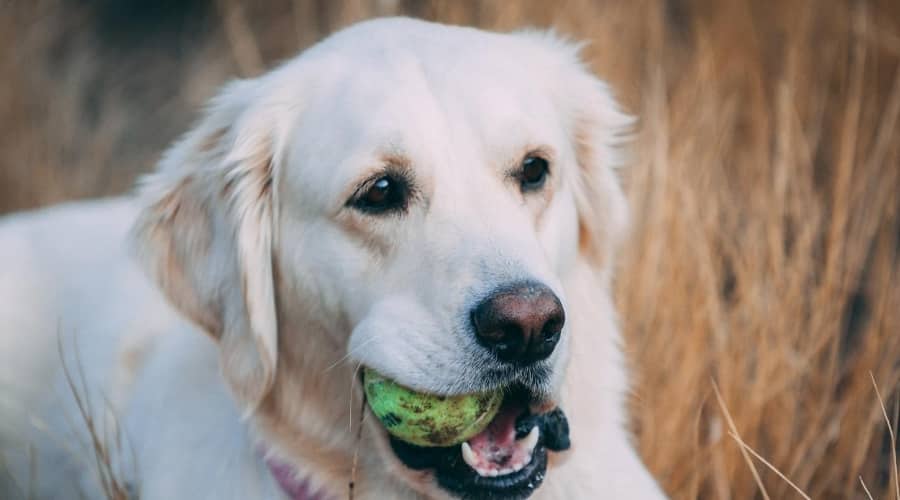 English Cream Retriever with Tennis Ball