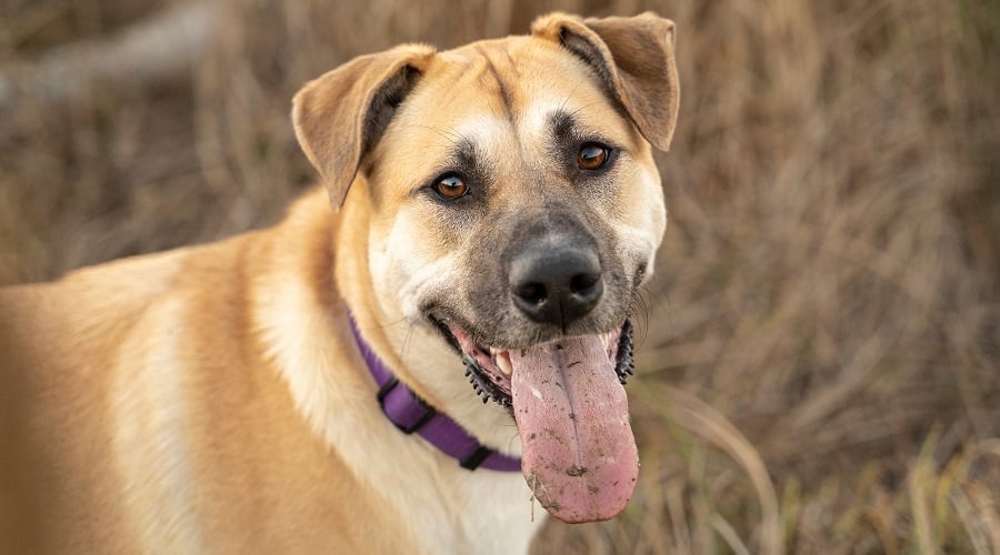 English Golden Mastiff