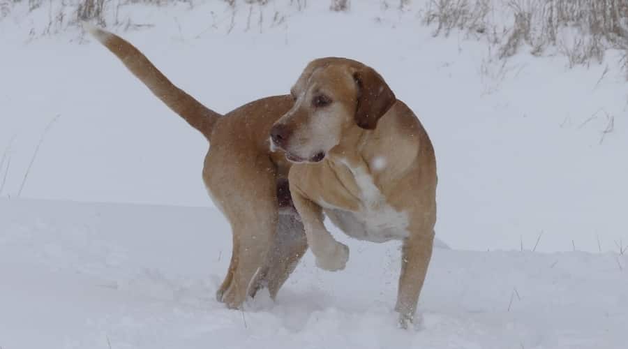English Golden Pointer
