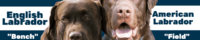 English Labrador vs American Labrador
