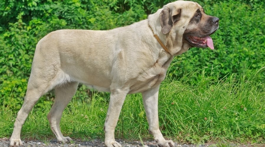 Giant Breed Dog Standing in Grass