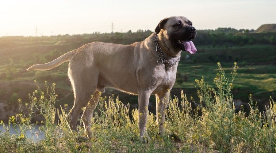 English Mastiff Adult standing tall in a field.