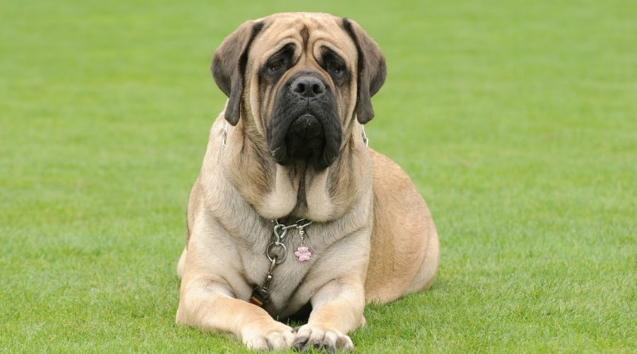 English Mastiff Dog Laying in Grass