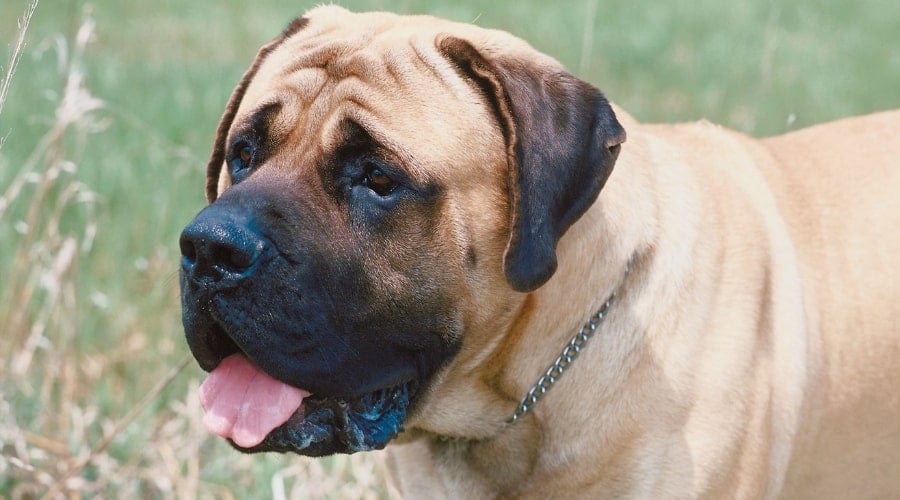 English Mastiff Fawn Color