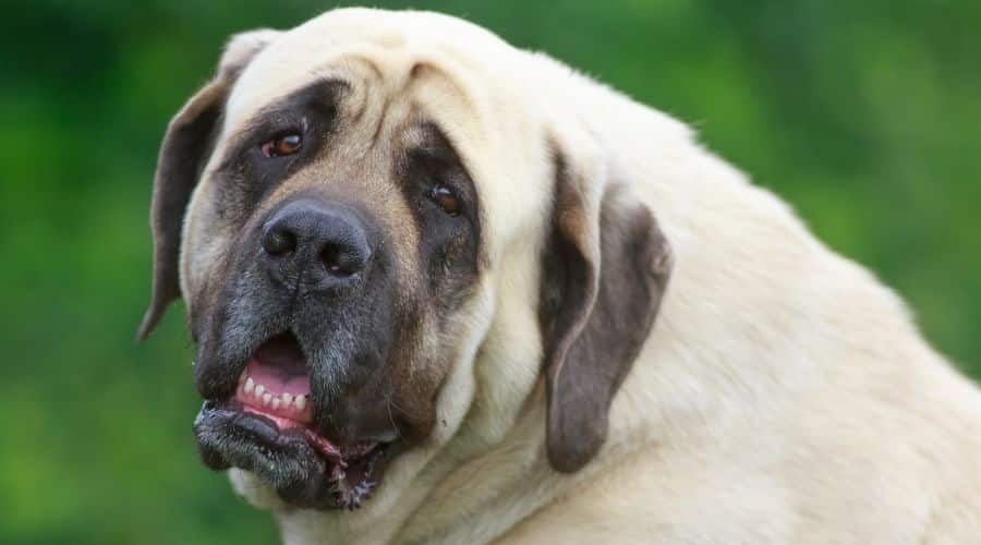 English Mastiff Old looking at camera with tongue out