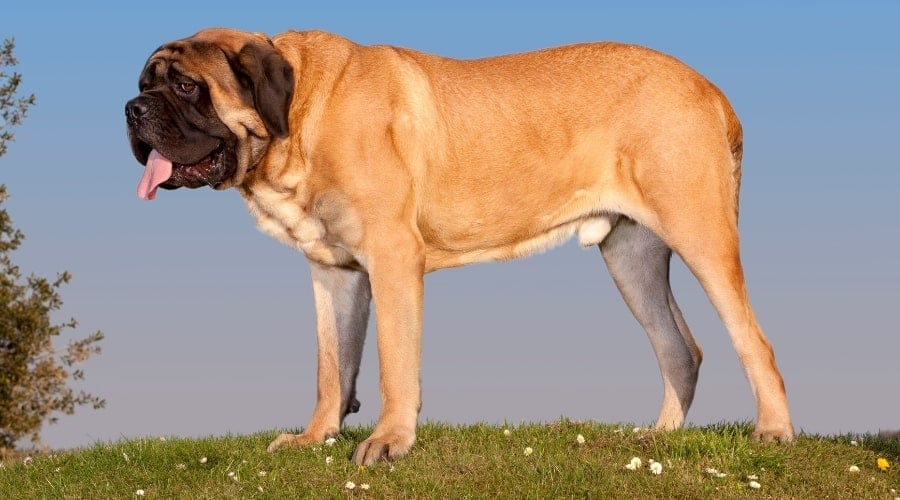 English Mastiff Outside Roaming