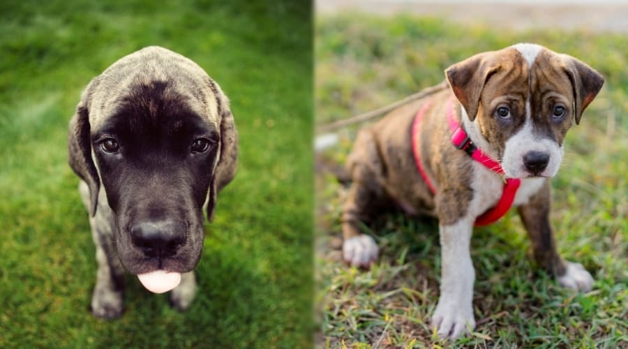 English Mastiff Puppy Compared to Pitbull