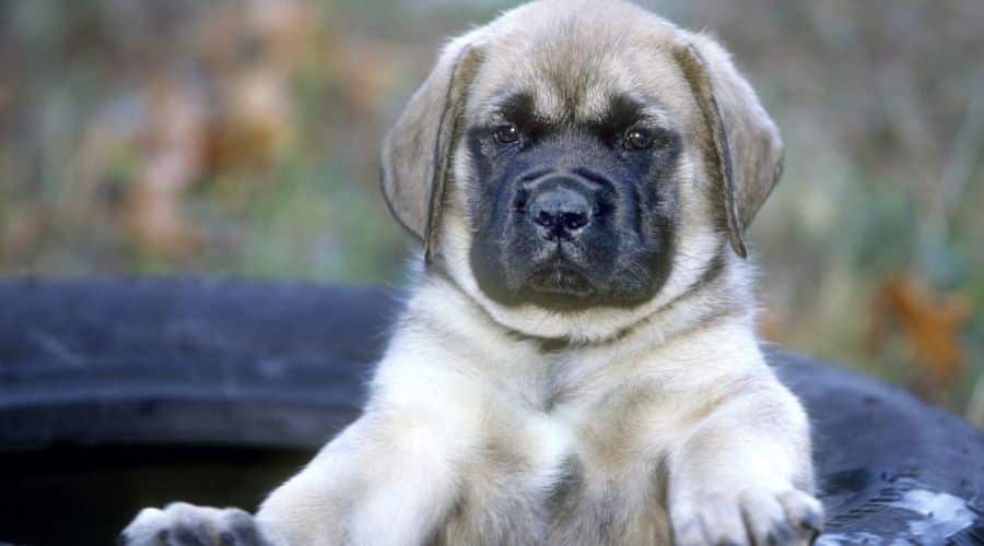 Mastiff Puppy