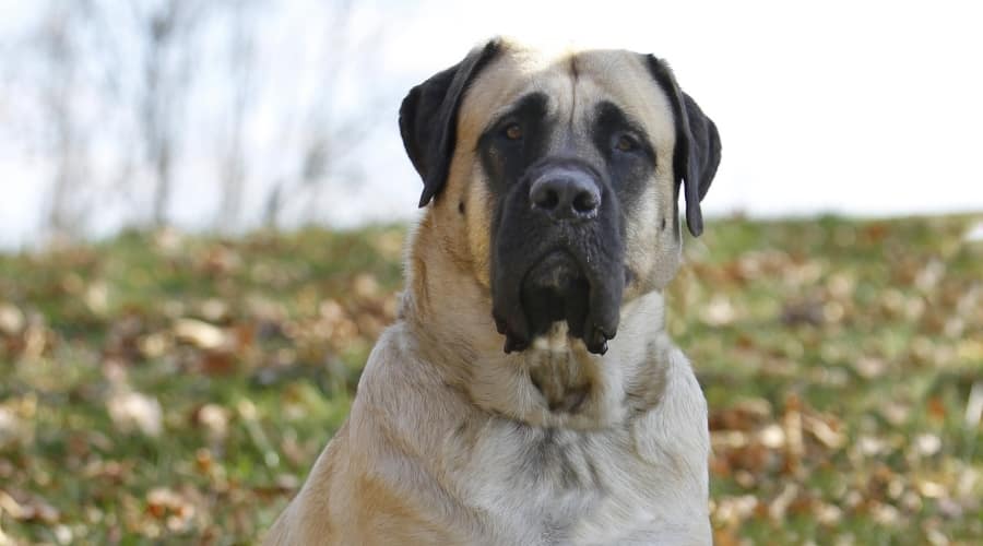 English Mastiff Watching Owner