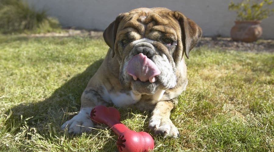 English Mastiff With Toy in the grass
