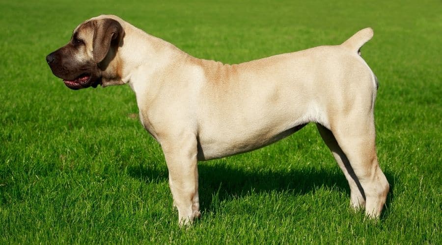 English Mastiff Young