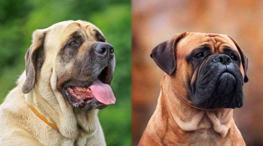 English Mastiff and Bullmastiff Near Each Other