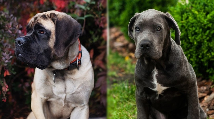 English Mastiff and Cane Corso Puppy