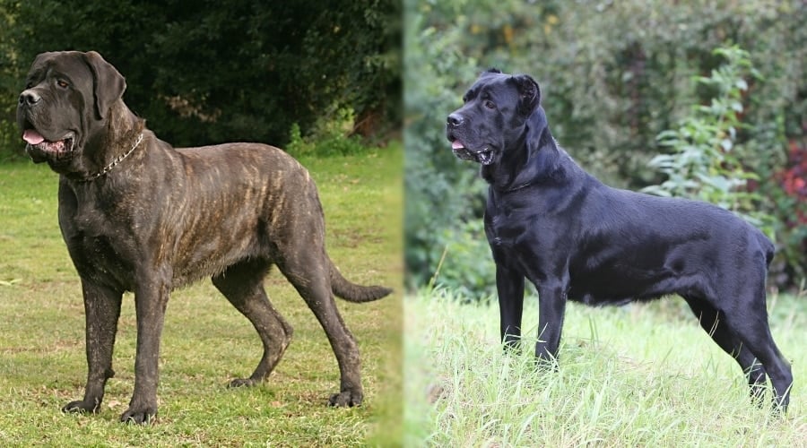 English Mastiff and Cane Corso in Field