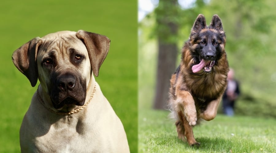 English Mastiff and German Shepherd Exercising