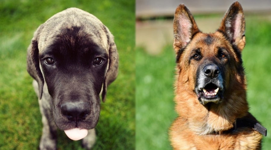 English Mastiff and German Shepherd Puppies Outdoors
