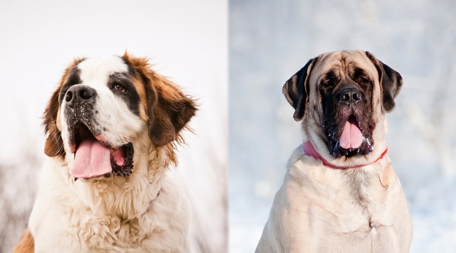 English Mastiff and Saint Bernard in Snow