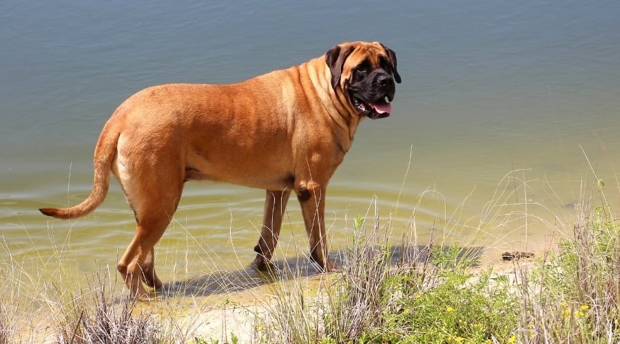 English Mastiff in Water
