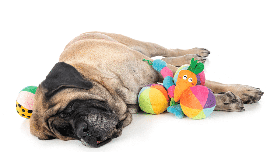English Mastiff in front of white background laying next to toys