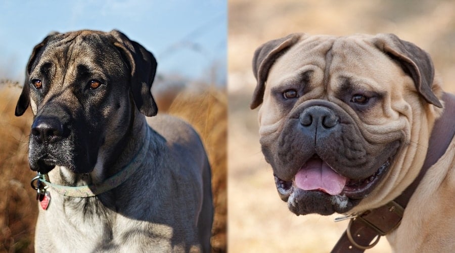 English Mastiff next to Bullmastiff