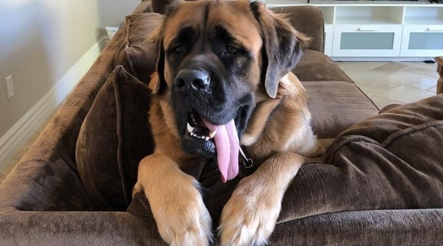 English Mastiff on Couch