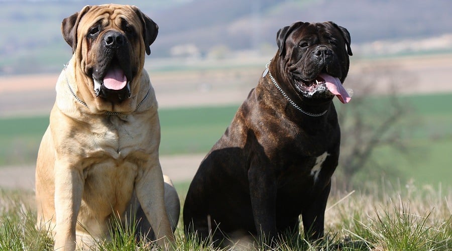 Two large dogs sitting outside.