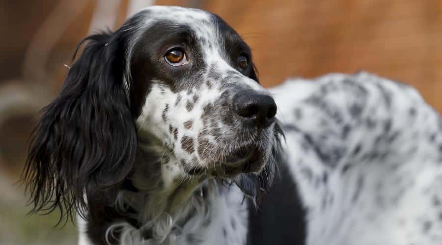 English Setter dog looking to the right