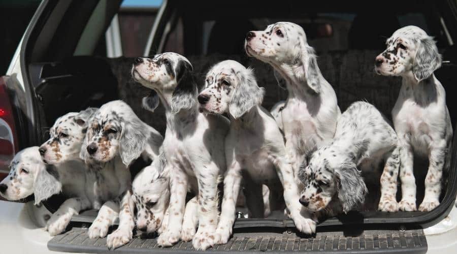 Litter of puppies in back of car