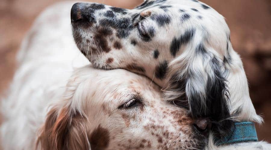 Two dogs together with different coat colors