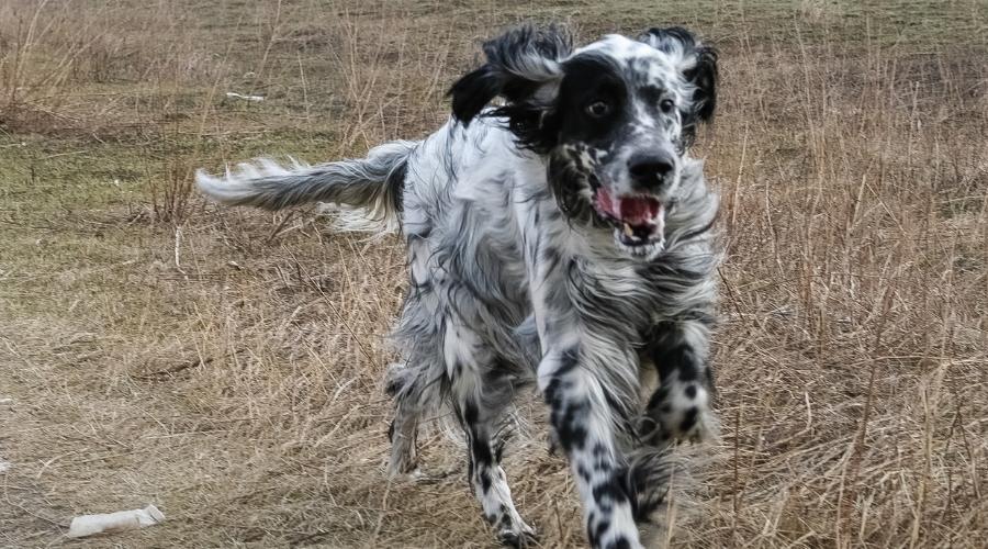 Black and White Dog Exercising