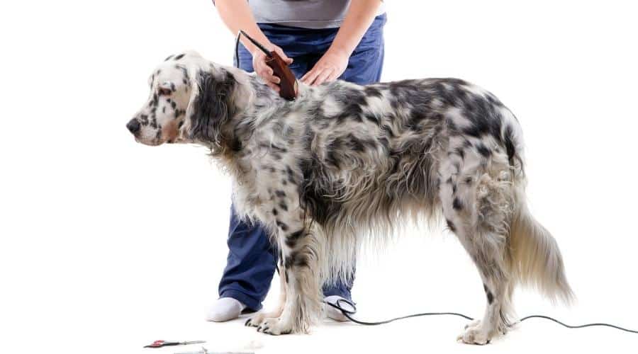 Dog getting groomed with sheers