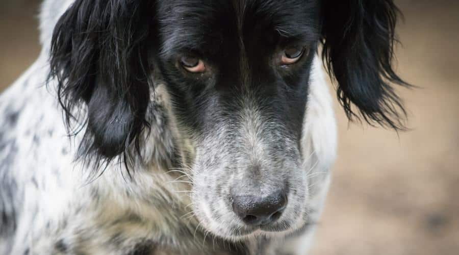 Sad looking dog