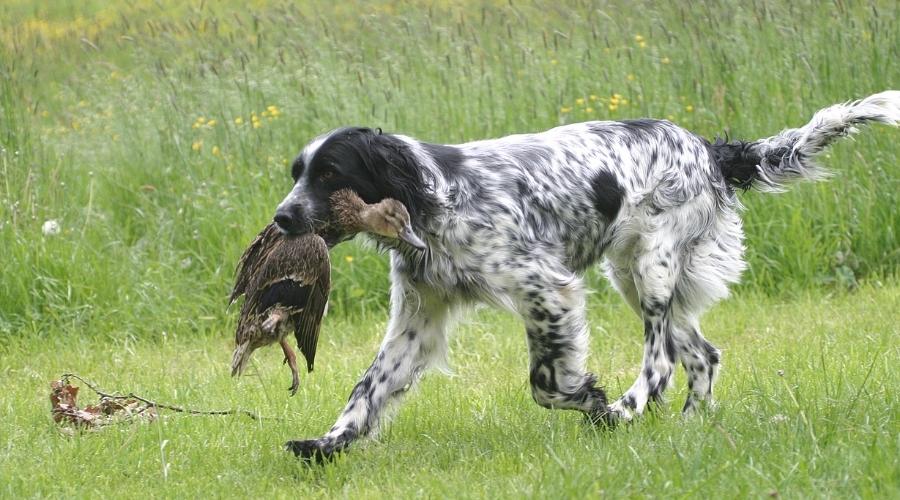 Dog hunting with bird in mouth