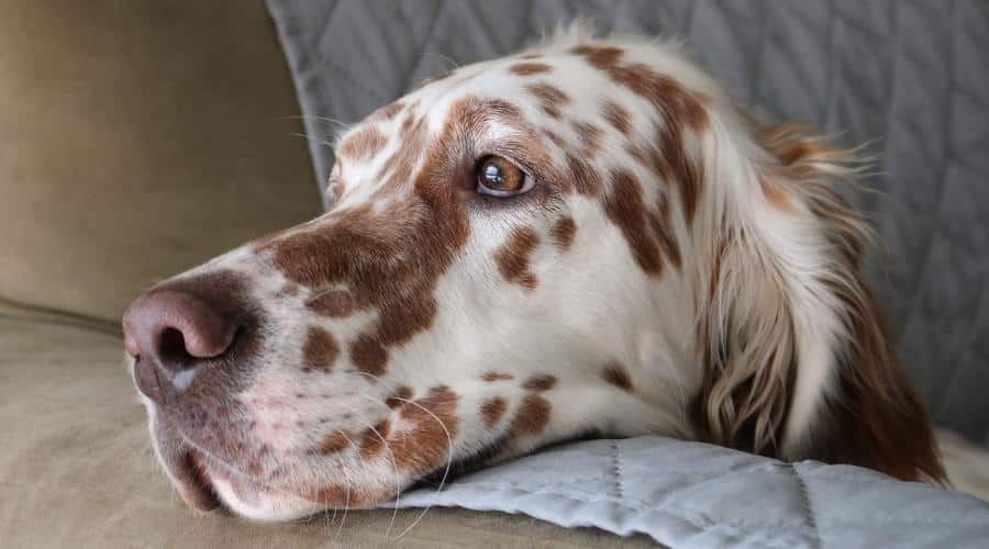 Dog sleeping on sofa
