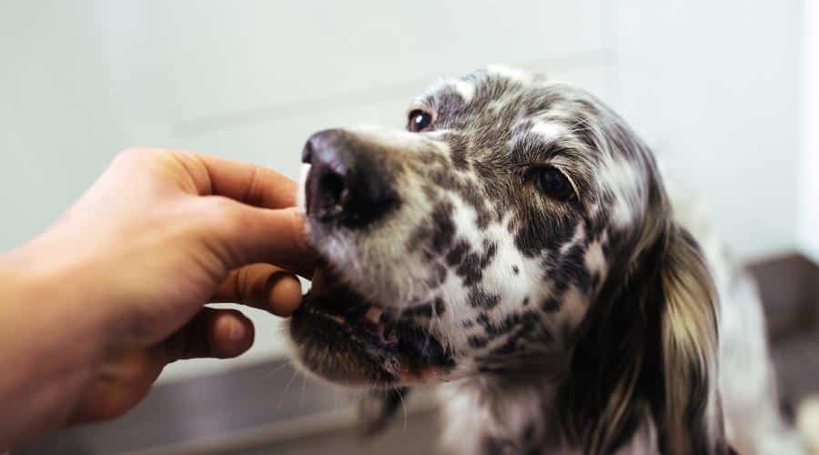 English Setter eating out of person's hand