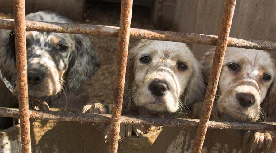 Dogs behind bars of shelter