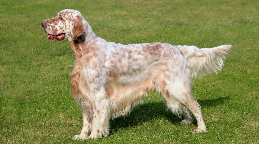 White and gold dog standing tall in grass with tail pointed