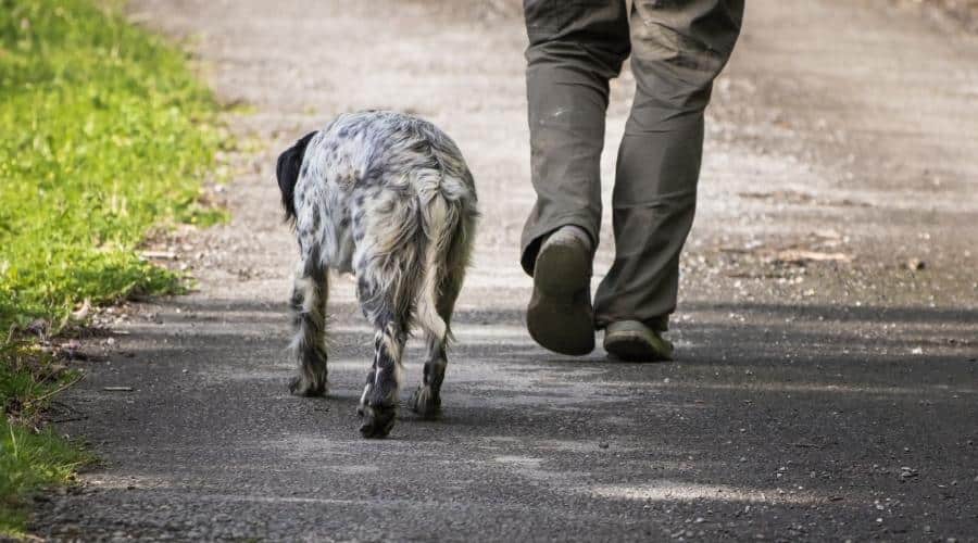 Dog walking down street off leash