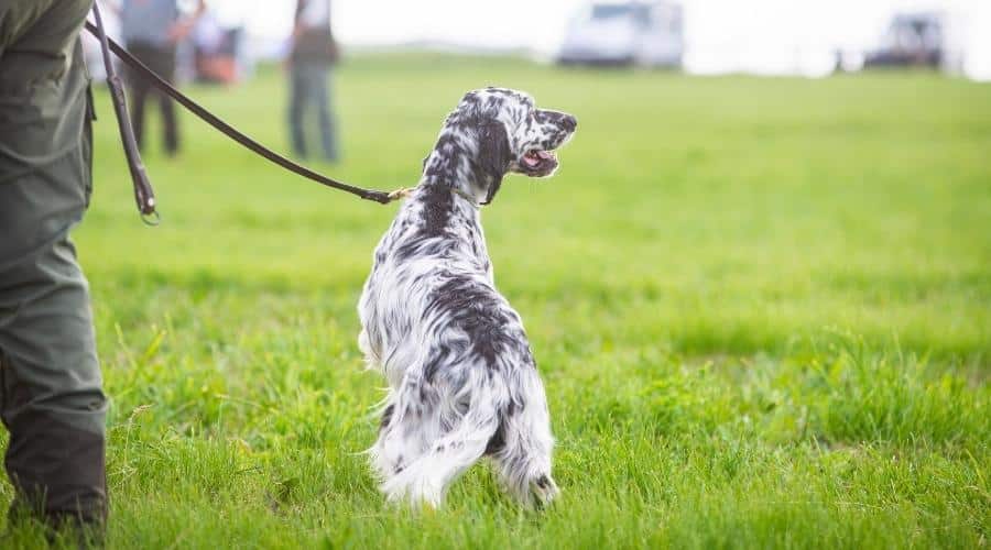 Dog training on leash in field