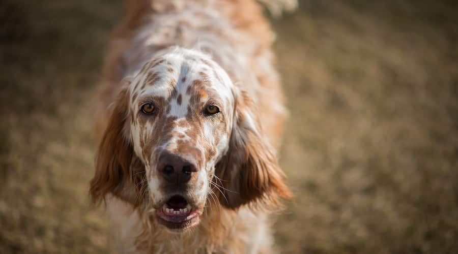 English Setter