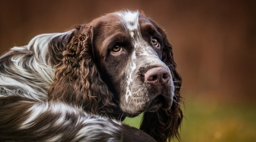 English Springer Spaniel
