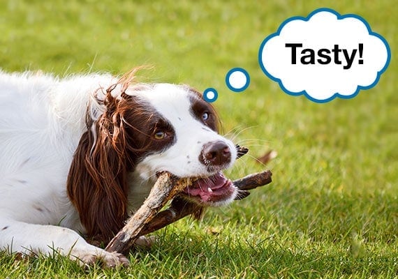 English Springer Spaniel gnawing on a wooden stick at park