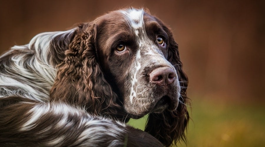 English Springer Spaniel
