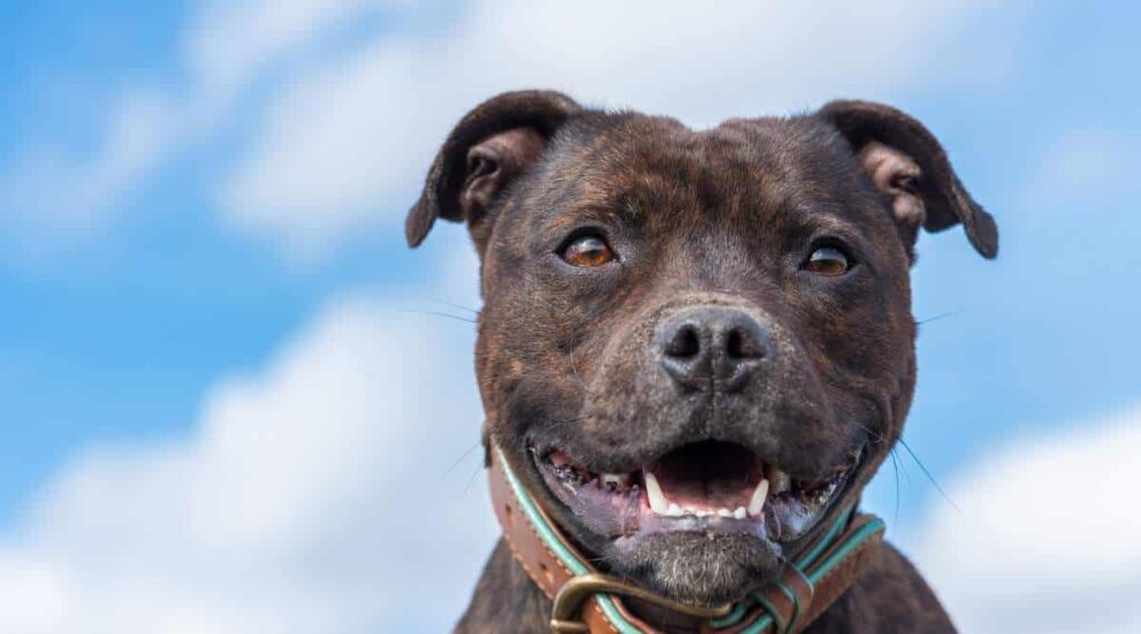English Staffordshire Bull Terrier brindle smiling face with sky background