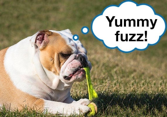 English Bulldog peeling the green fuzz fur from a tennis ball with his teeth