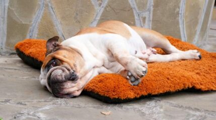 8 Common English Bulldog Health Issues - Canine Journal