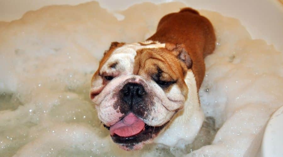 English bulldog taking a bath