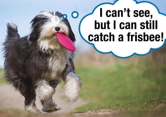 Old English Sheepdog with hair in his eyes running with Frisbee disc in mouth