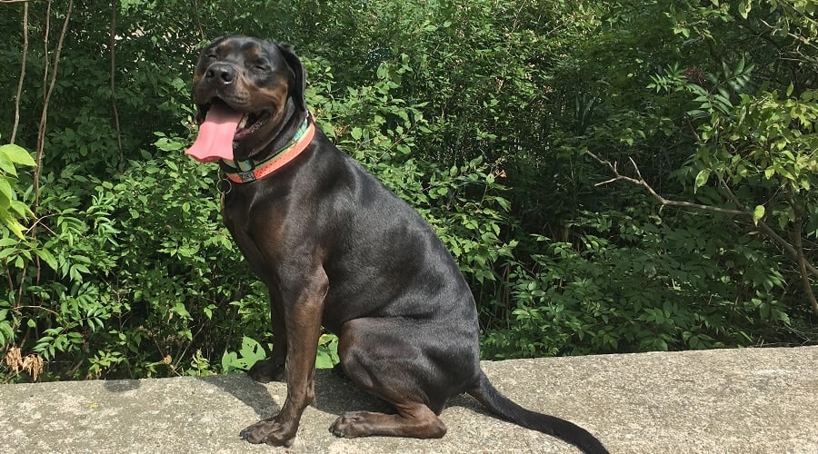 Englishweiler