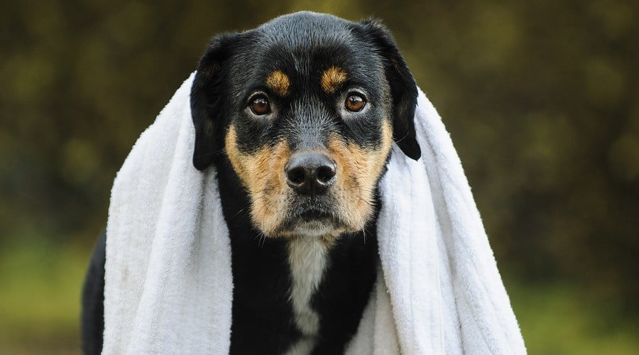 Englishweiler